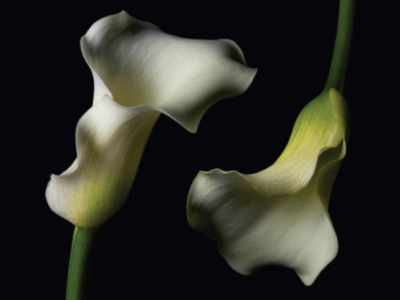 February 25′ AHA Night Feature: Kathleen&nbsp;Latham